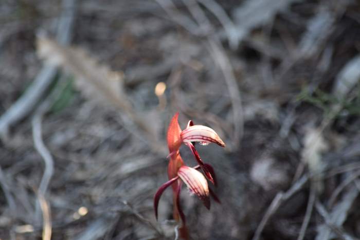 Pyrorchis  - Red beaked orchid-DSC_6953.JPG